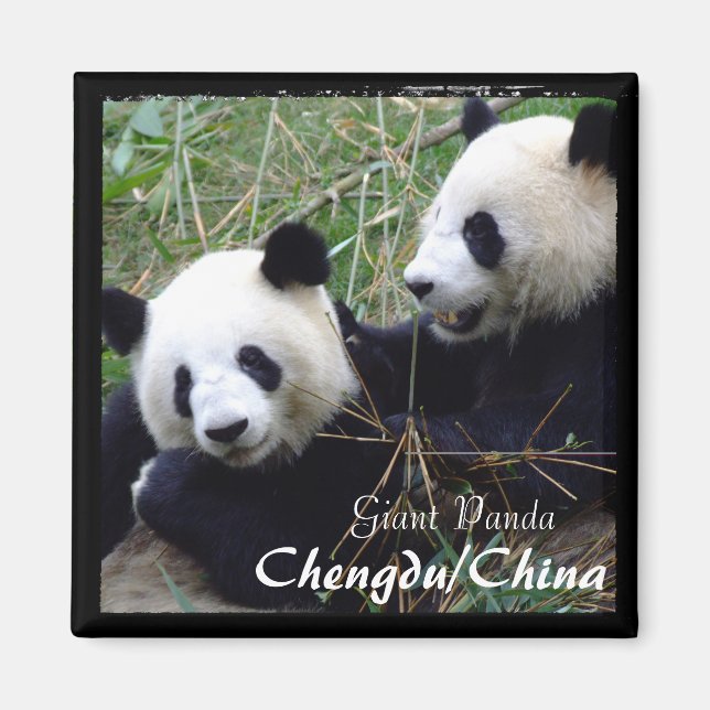 Imã China, Chengdu, Pandas Gigantes (Magnet) (Frente)