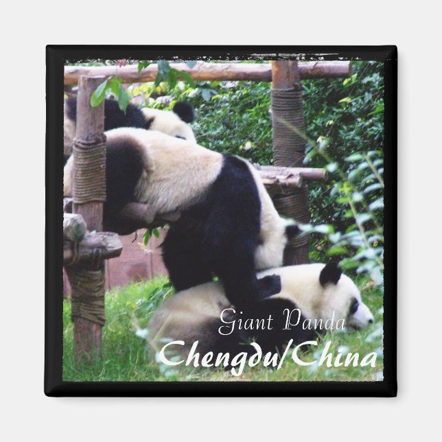 Imã China, Chengdu, Pandas II Gigantes (Magnet) (Frente)
