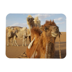 Ímã China, Inner Mongolia, deserto 2 de Badain Jaran