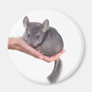 Imã chinchilla