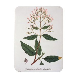 Ímã Chinchona de "Phytographie Medicale" pelo Ro de
