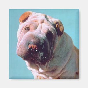 Imã Chinês Shar-Pei