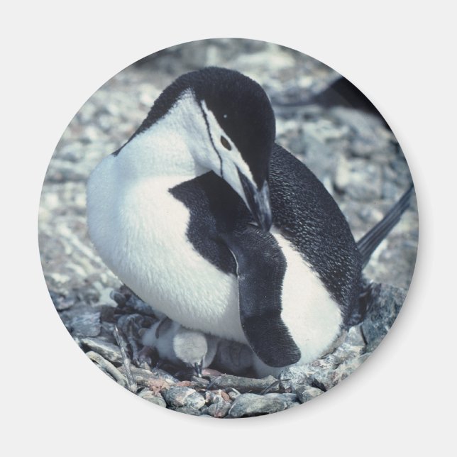 Imã Chinstrap Penguin (Frente)