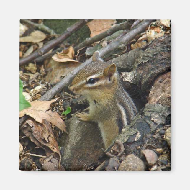 Imã Chipk Oriental - Tamias striatus (Frente)