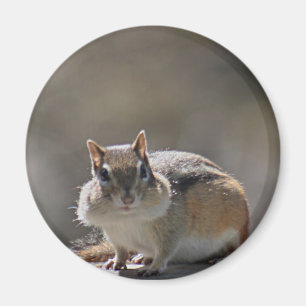 Imã Chipmunk