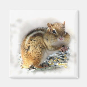 Imã Chipmunk