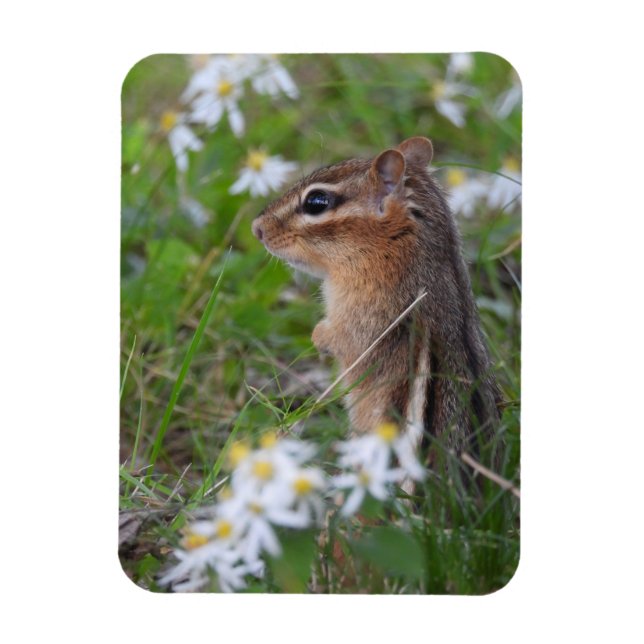 Ímã Chipmunk Adorável das flores (Vertical)
