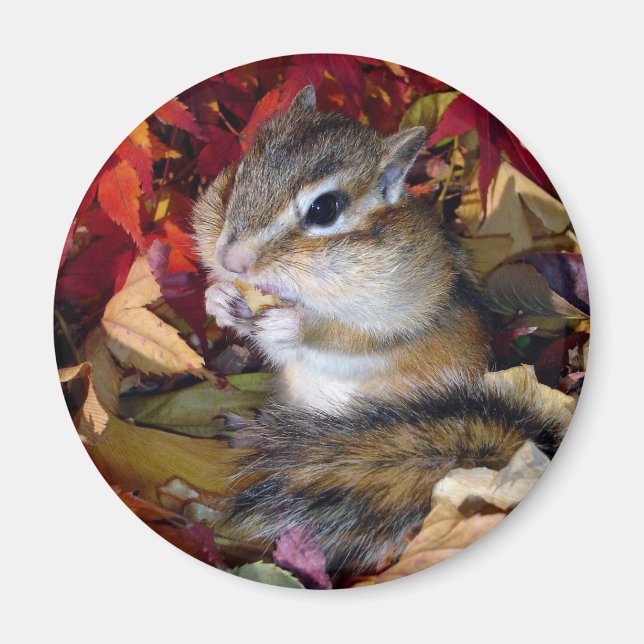Imã Chipmunk , Autumn (8)　photo (Frente)