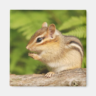 Imã chipmunk bonito do bebê