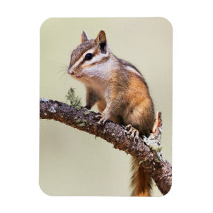 Ímã Chipmunk bonito e carnudo