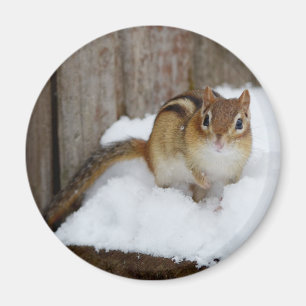 Imã Chipmunk bonito na neve