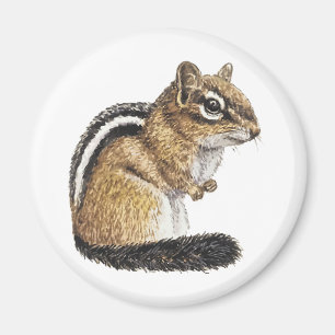 Imã Chipmunk Cutie