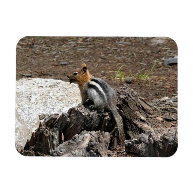 Ímã Chipmunk em Yosemite, Califórnia (Horizontal)