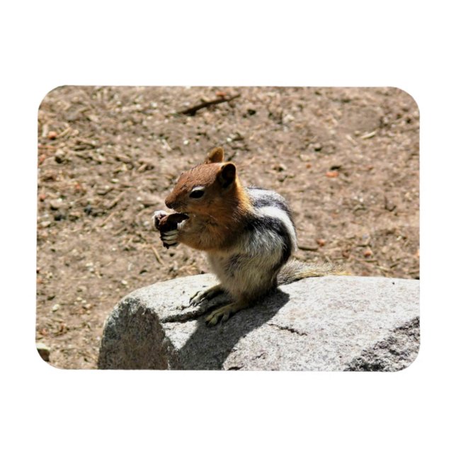 Ímã Chipmunk em Yosemite, Califórnia (Horizontal)