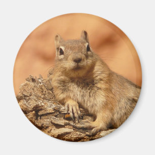 Imã Chipmunk engraçado que encontra-se em uma rocha