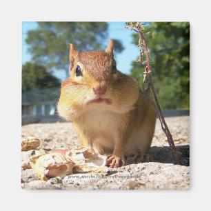 Imã Chipmunk - ímã