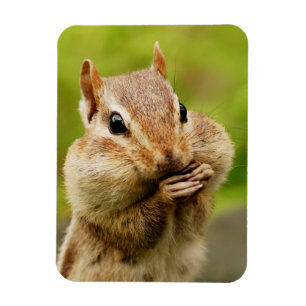 Ímã Chipmunk insolente bonito