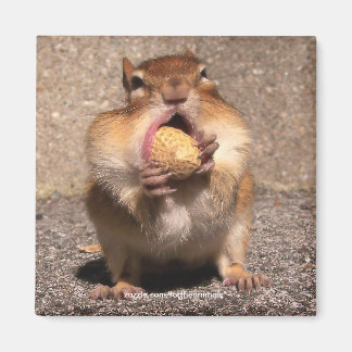 Imã Chipmunk - Magnet