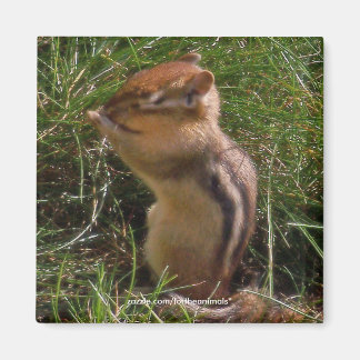 Imã Chipmunk -Magnet