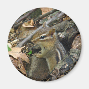 Imã Chipmunk Oriental - Tamias striatus