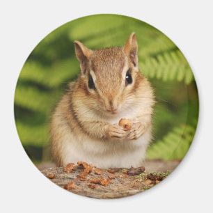 Imã chipmunk pequeno do bebê