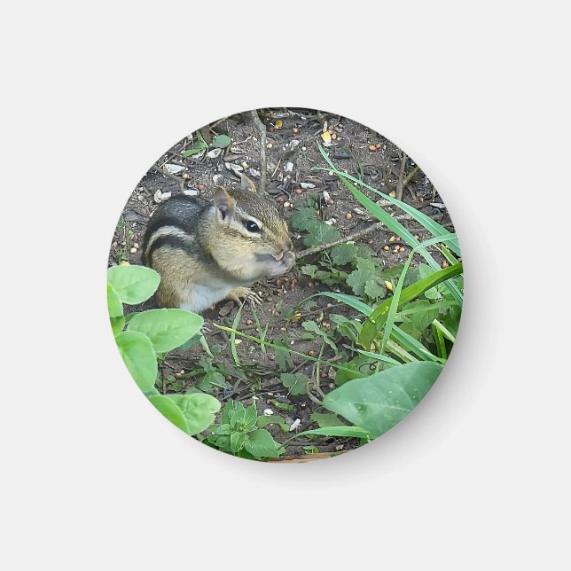 Imã Chipmunk Photo In The Garden Eating Seeds  (Frente)