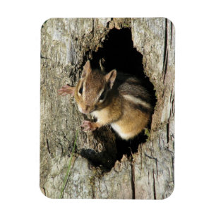 Ímã Chipmunk Retirar
