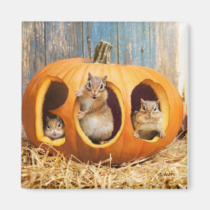 Imã Chipmunks Dentro Boo Jack-o-Lanterna