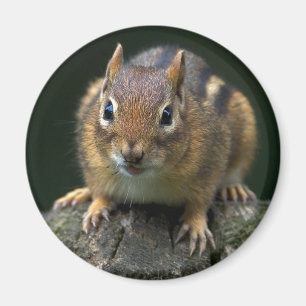 Imã Chippy O Magnet Do Chipmunk