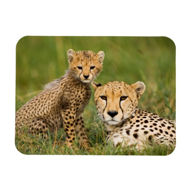 Ímã Chita Cub e Pai na Grama (Horizontal)