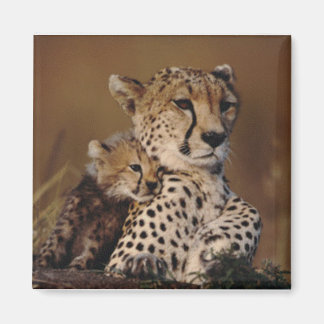 Imã Chita Mãe e Cub Magnet