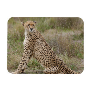 Ímã chita masculina, jubatus do Acinonyx, Serengeti,