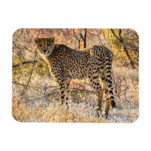 Ímã Chita Olhando Ao Redor