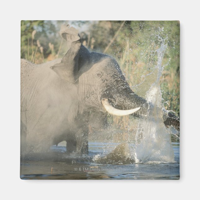 Imã Chobe River, Botsuana, África (Frente)