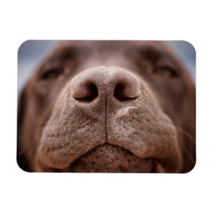Ímã Chocolate Labrador Nose Closeup