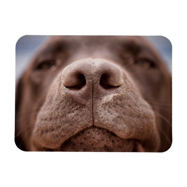 Ímã Chocolate Labrador Nose Closeup (Horizontal)