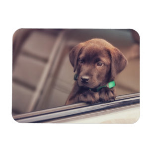 Ímã Chocolate Labrador Pupido No Carro