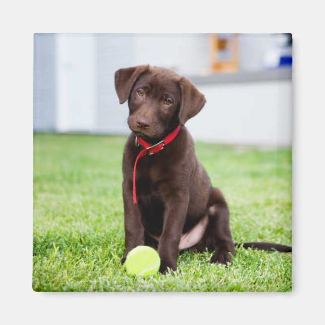 Imã Chocolate Labrador Puppy Com Bola De Tênis (Frente)