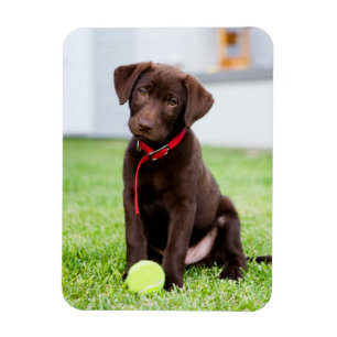 Ímã Chocolate Labrador Puppy Com Bola De Tênis