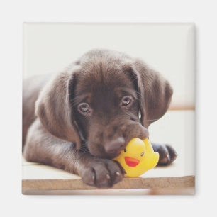 Imã Chocolate Labrador Puppy Com Pato De Brinquedo