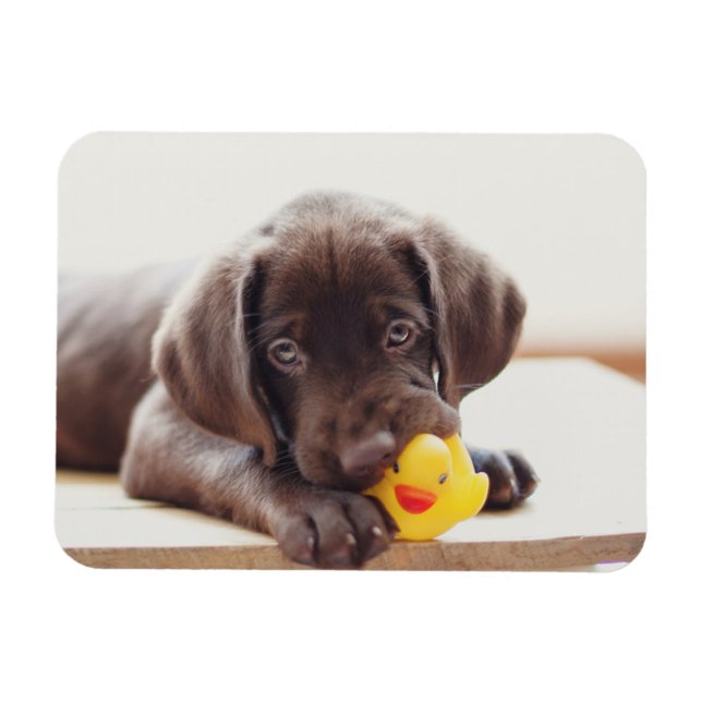 Ímã Chocolate Labrador Puppy Com Pato De Brinquedo (Horizontal)