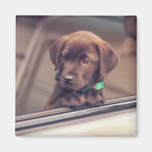 Imã Chocolate Labrador Puppy No Carro (Frente)
