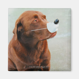 Imã Chocolate Labrador que veste um nariz falsificado