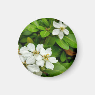 Imã Choisya Ternata