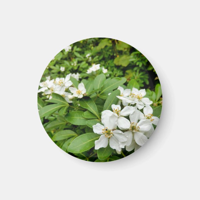 Imã Choisya Ternata (Frente)