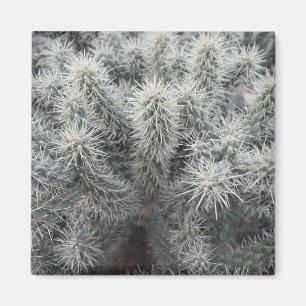 Imã Cholla Cactus na Arizona