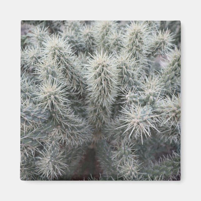Imã Cholla Cactus na Arizona (Frente)