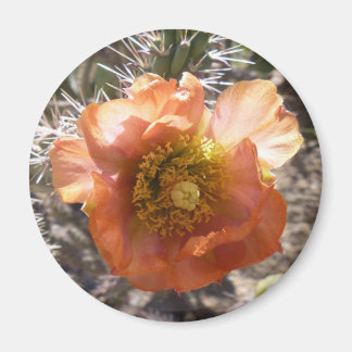 Imã Cholla Peach Bloom Magnet