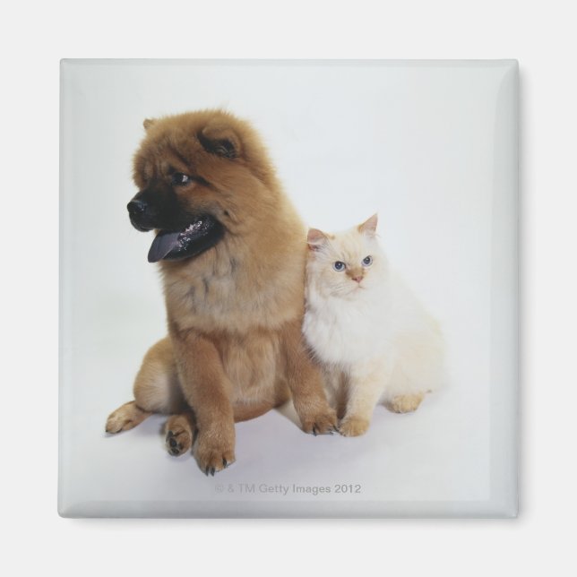 Imã Chow Chow e um Gato Branco sentados juntos (Frente)