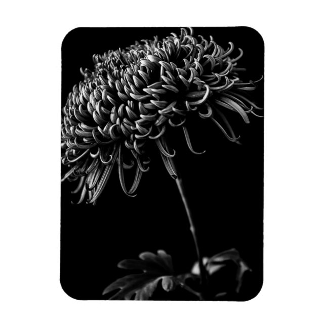 Ímã Chrysanthemum (Vertical)